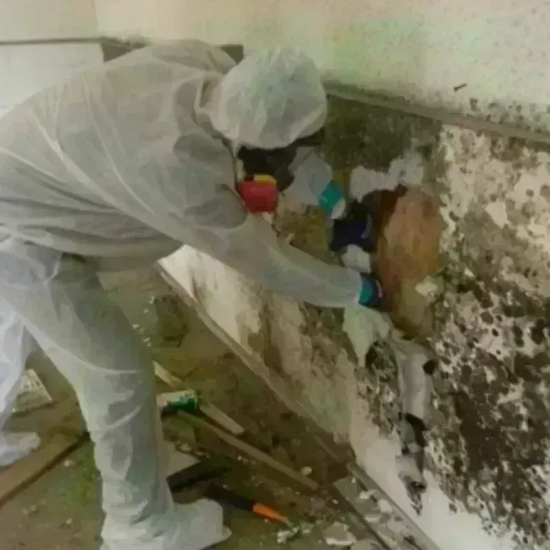 Mold Remediation and Removal in Breaux Bridge, LA